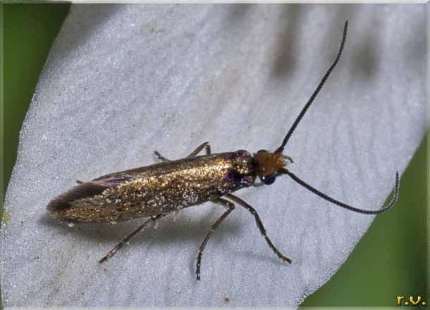  Micropteryx calthella  Micropterigidae 