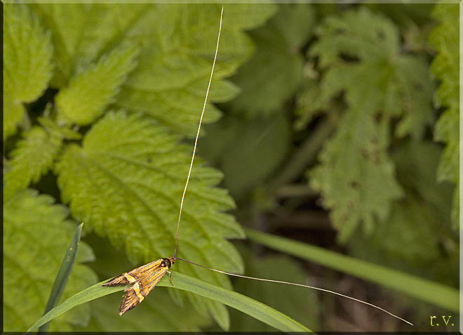 Nemophora degeerella