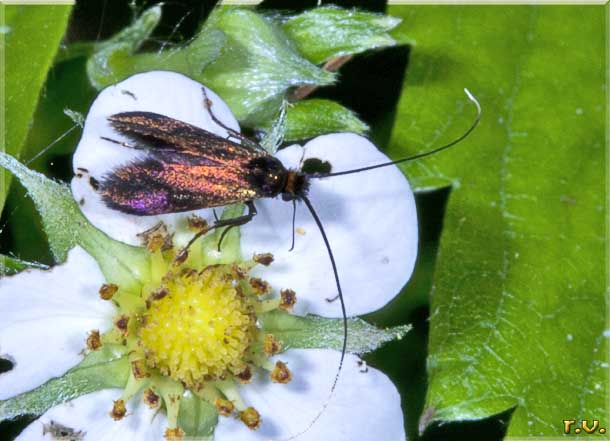  Nemophora metallica  Adelidae 