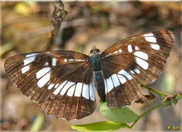  Neptis rivularis  Nymphalidae 