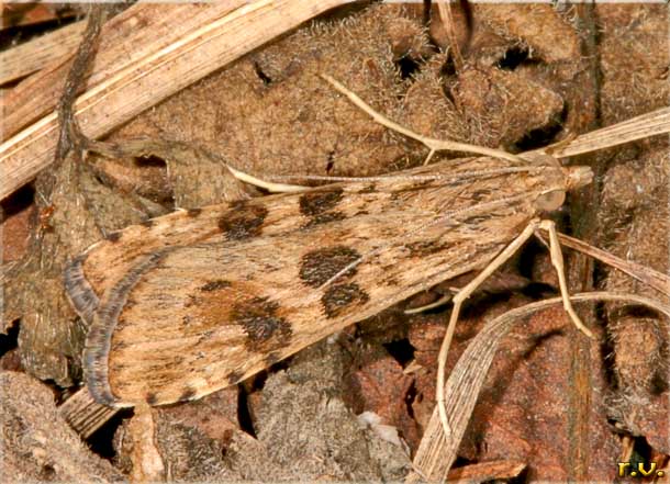  Nomophila noctuella  Crambidae 