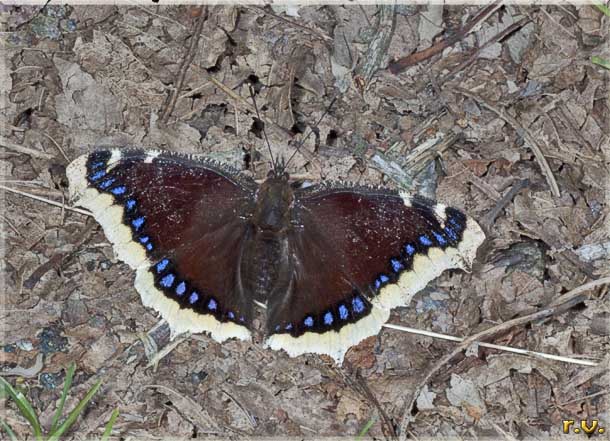 Vanessa antiopa Nymphalis antiopa  Nymphalidae 