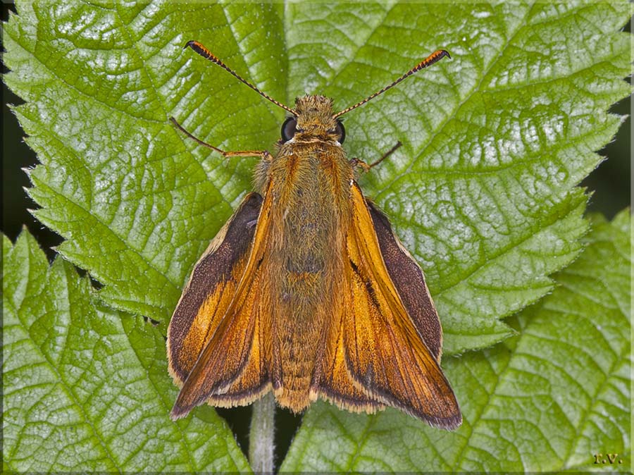Esperide dei boschi Ochlodes venatus  Hesperiidae 