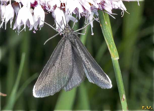  Odezia atrata  Geometridae 