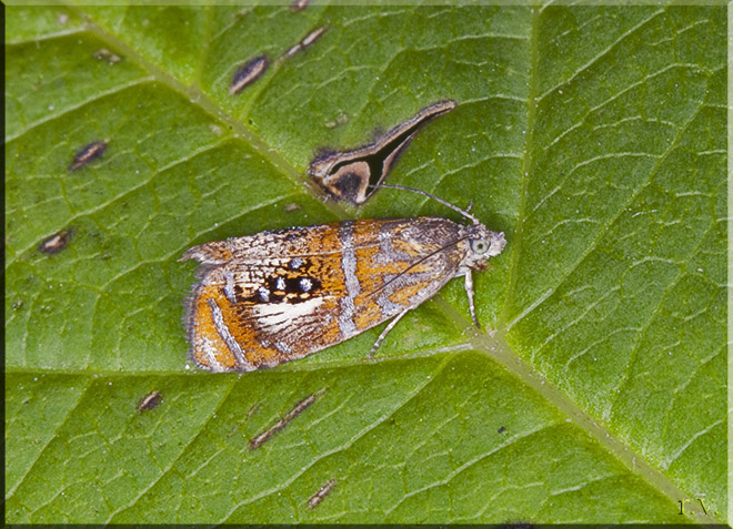  Olethreutes arcuella  Tortricidae 