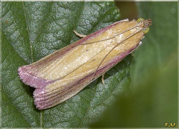  Oncocera semirubella  Pyralidae 