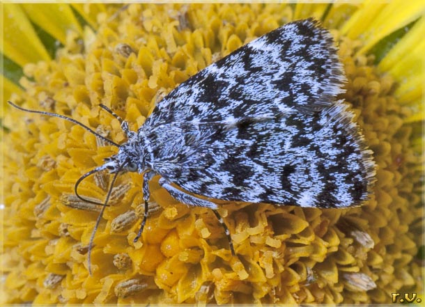  Orenaia alpestralis  Crambidae 