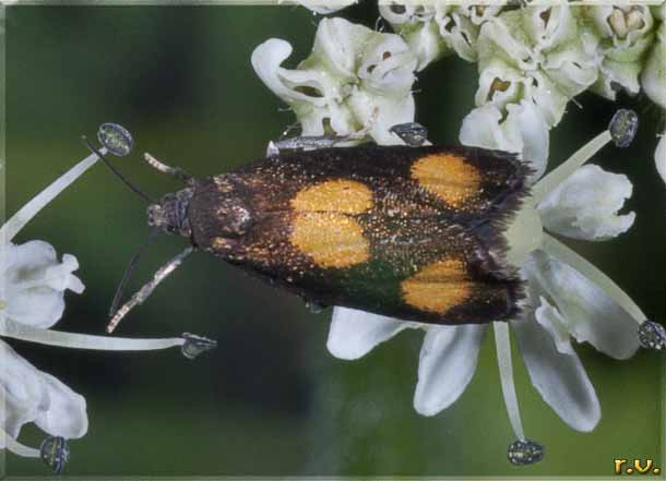  Pammene aurana  Tortricidae 