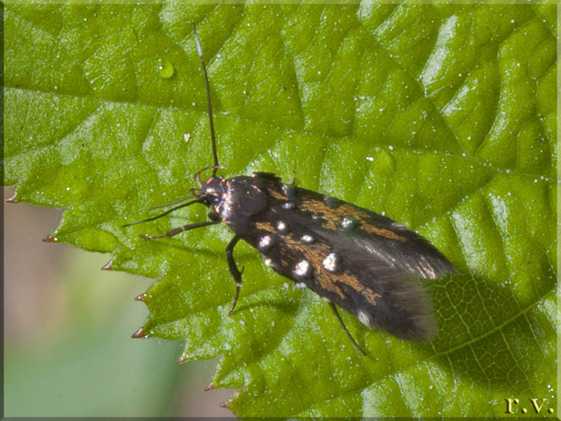  Pancalia leuwenhoekella  Cosmopterigidae 