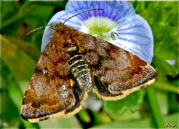  Panemeria tenebrata  Noctuidae 