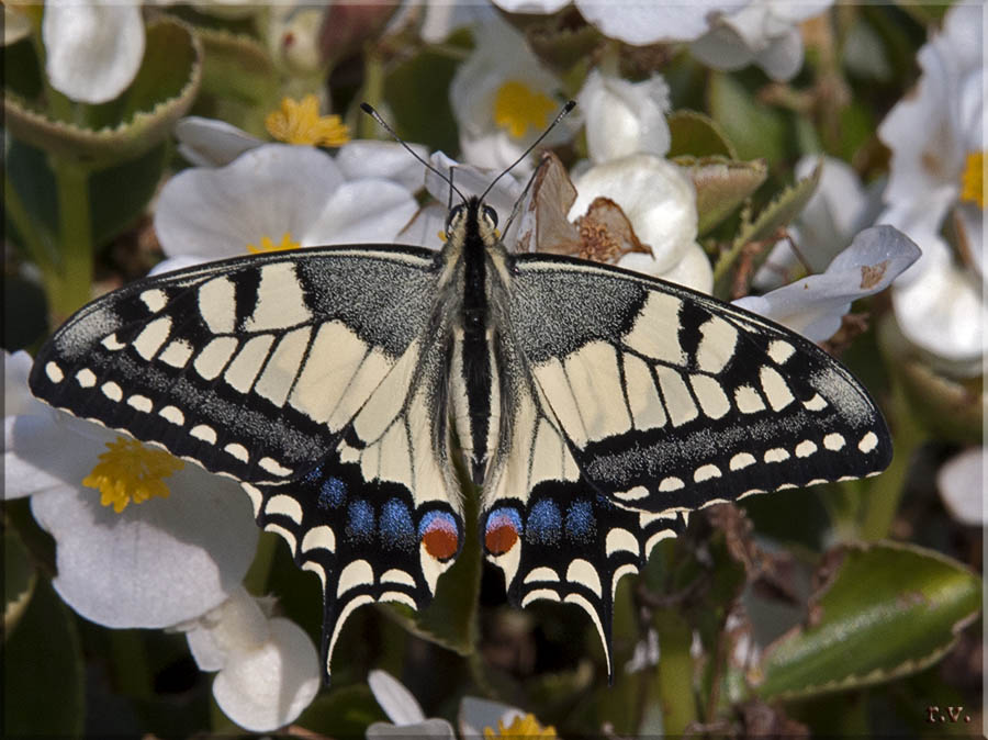 macaone Papilio machaon  Papilionidae 