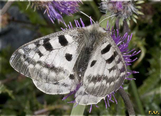 Apollo Parnassius apollo  Papilionidae 