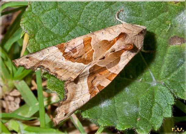  Phlogophora meticulosa  Noctuidae 