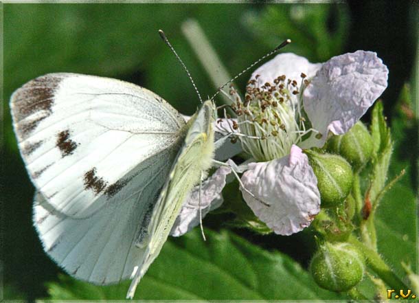 Pieris brassicae