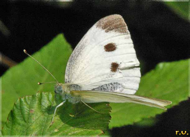 Pieride del navone Pieris napi  Pieridae 