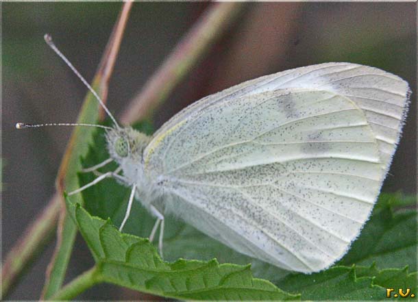 Rapaiola Pieris rapae  Pieridae 