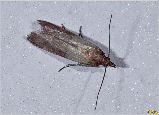 tignola fasciata del grano Plodia interpunctella  Pyralidae 