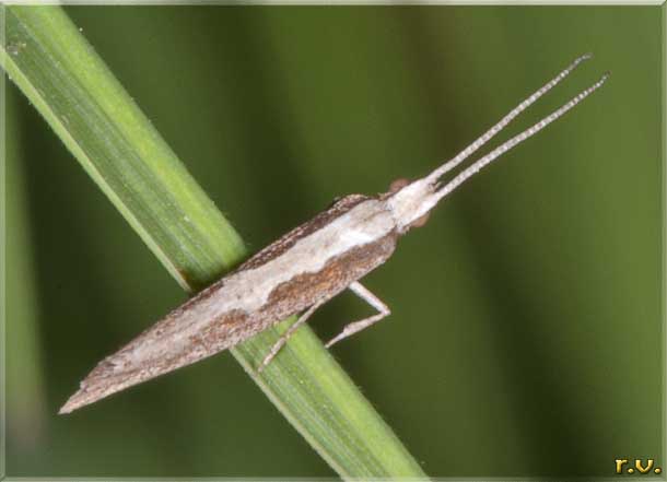  Plutella xylostella  Plutellidae 