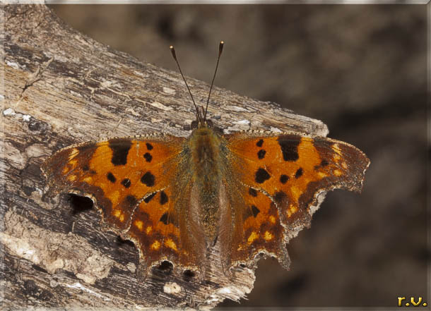  Polygonia c-album  Nymphalidae 