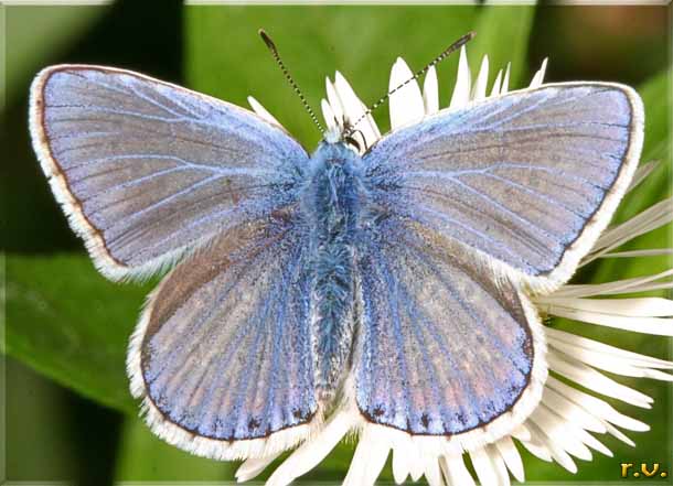  Polyommatus bellargus  Lycaenidae 