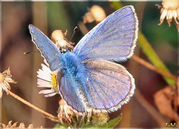 Milleocchi di Damone Polyommatus damon  Lycaenidae 