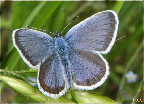  Polyommatus icarus  Lycaenidae 