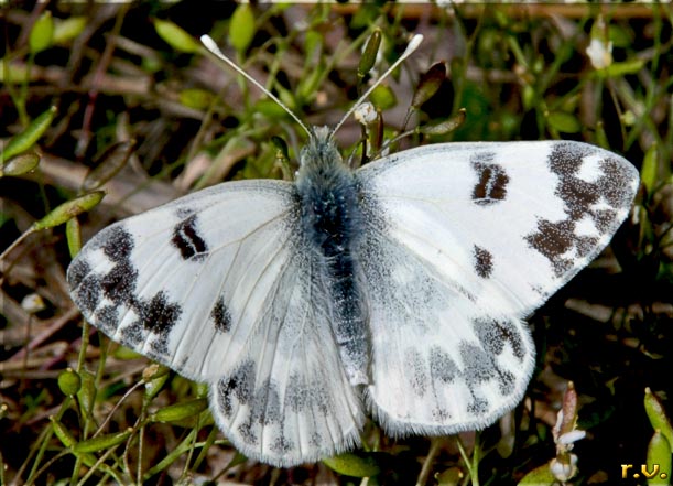 Daplidice Pontia daplidice  Pieridae 