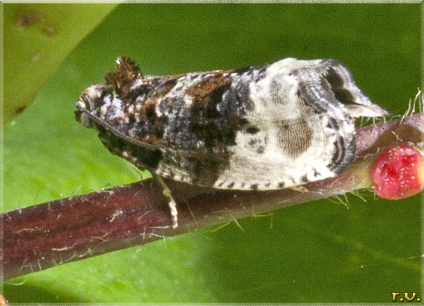  Protodeltote pygarga  Noctuidae 