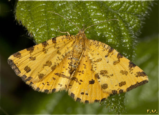  Pseudopanthera macularia  Geometridae 