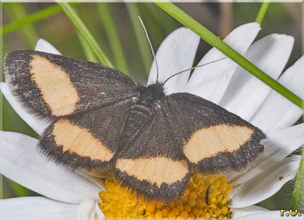  Psodos quadrifaria  Geometridae 