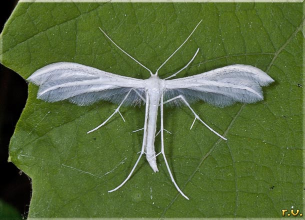  Pterophorus pentadactyla  Pterophoridae 