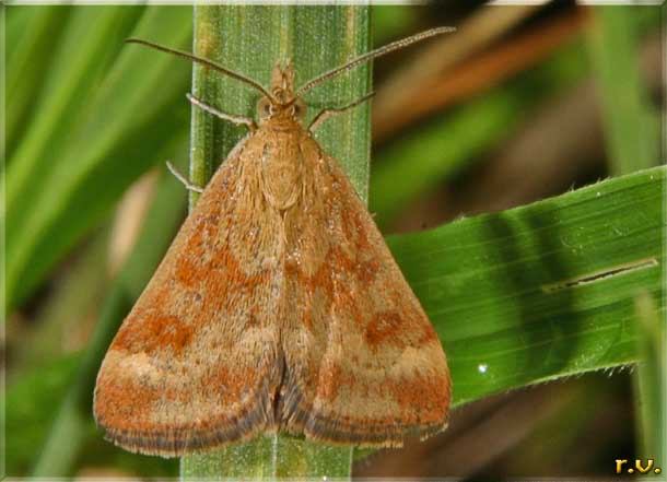  Pyrausta despicata  Crambidae 