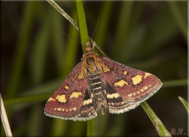  Pyrausta purpuralis  Crambidae 