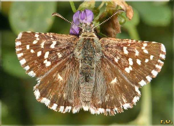 Pirgo bretone Pyrgus armoricanus  Hesperiidae 