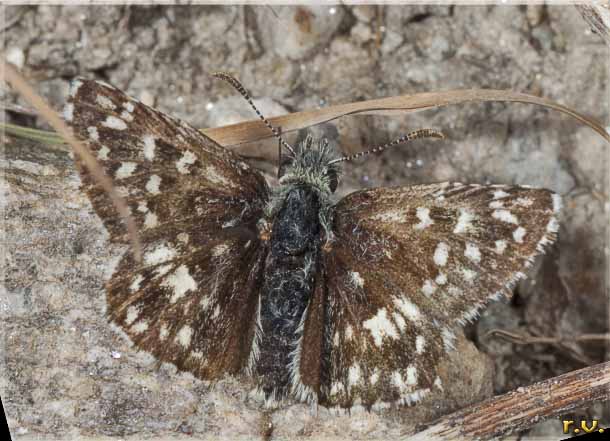 Pirgo del cartamo Pyrgus carthami  Hesperiidae 