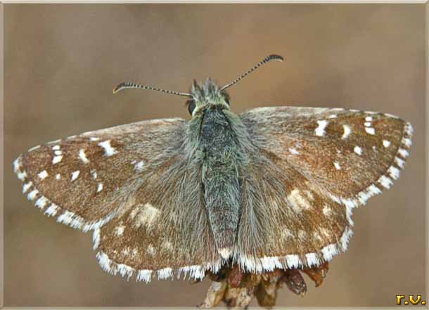 Pirgo comune della malva Pyrgus malvoides  Hesperiidae 