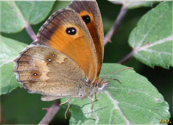  Pyronia tithonus  Satyridae 