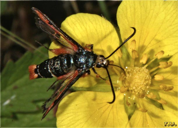  Pyropteron chrysidiformis  Sesiidae 