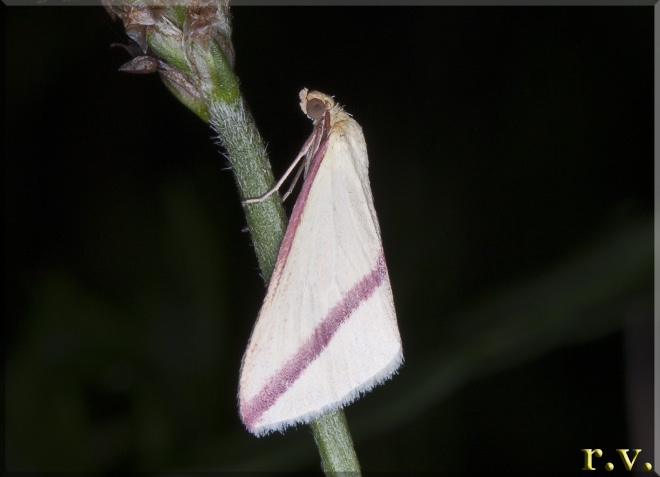  Rhodometra sacraria  Geometridae 