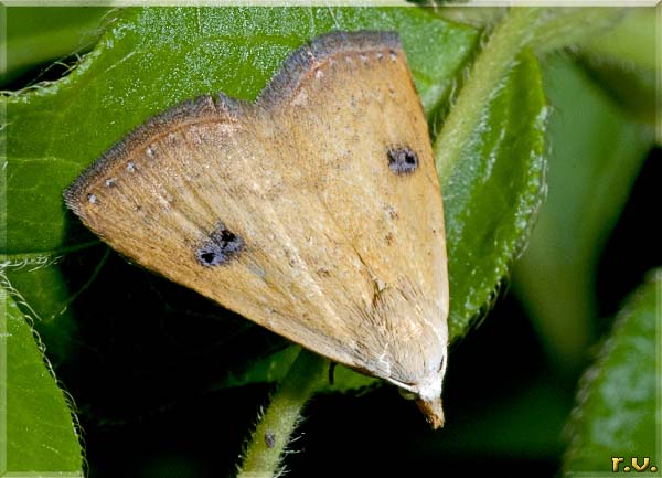  Rivula sericealis  Noctuidae 