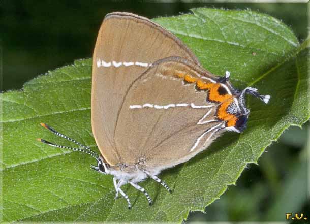  Satyrium spini  Lycaenidae 
