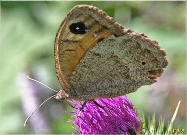 Satyrus ferula  Satyridae 