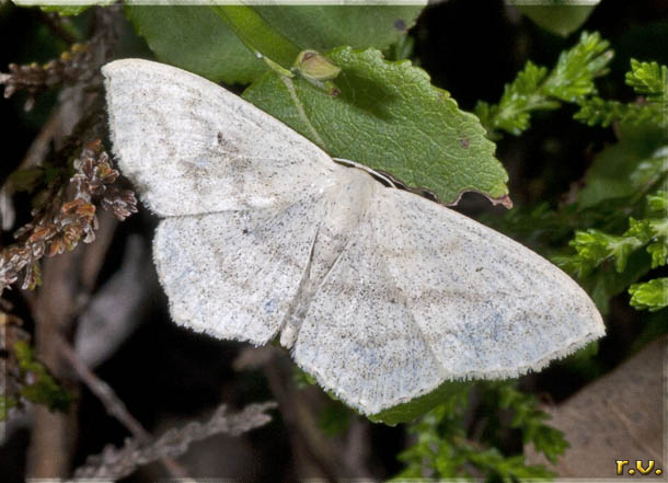  Scopula nigropunctata  Geometridae 