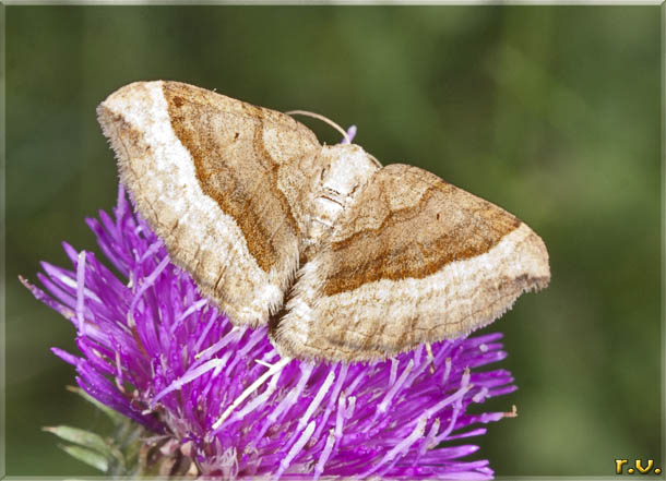  Scotopteryx chenopodiata  Geometridae 