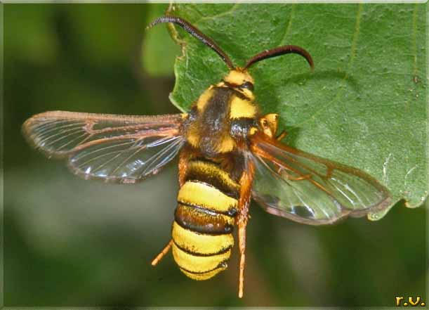  Sesia apiformis  Sesiidae 