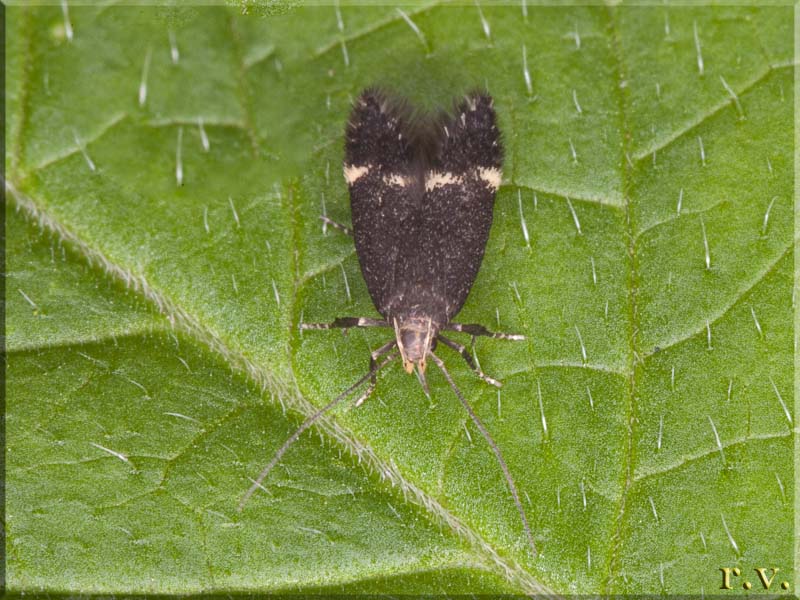  Stomopterix flavipalpella  Gelechiidae 