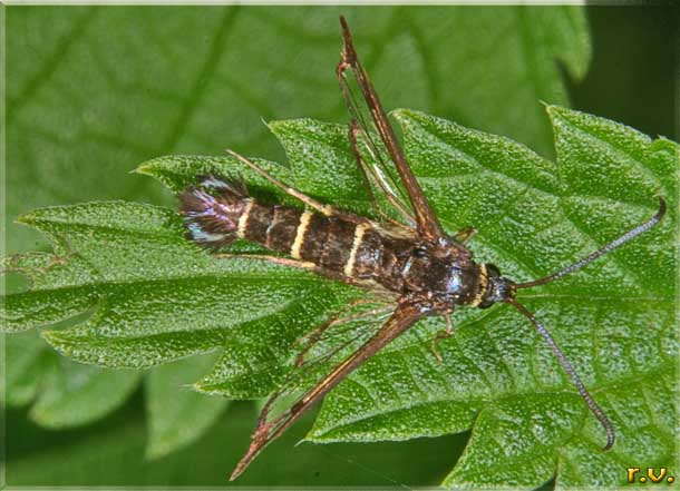  Synanthedon tipuliformis  Sesiidae 