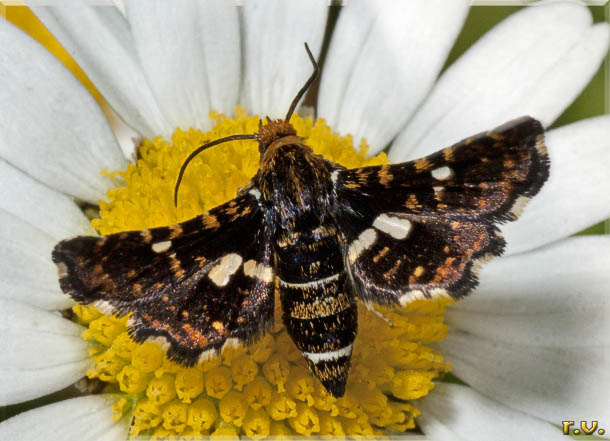  Thyris fenestrella  Thyrididae 
