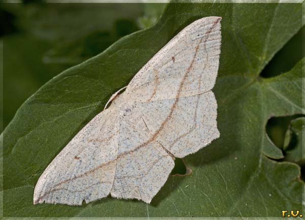  Timandra comae  Geometridae 