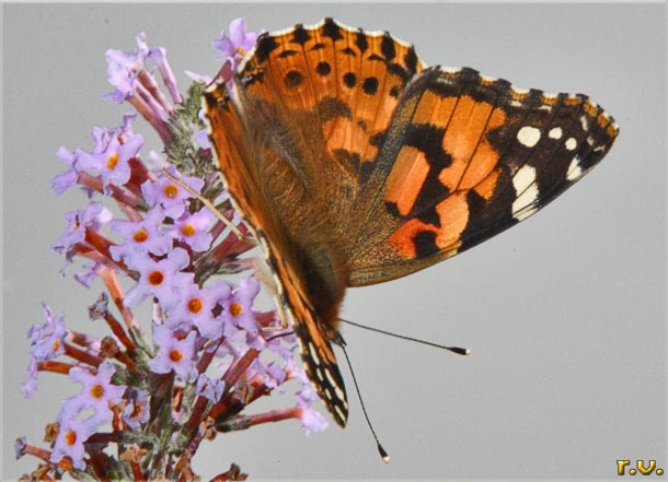 Vanessa del cardo Vanessa cardui  Nymphalidae 